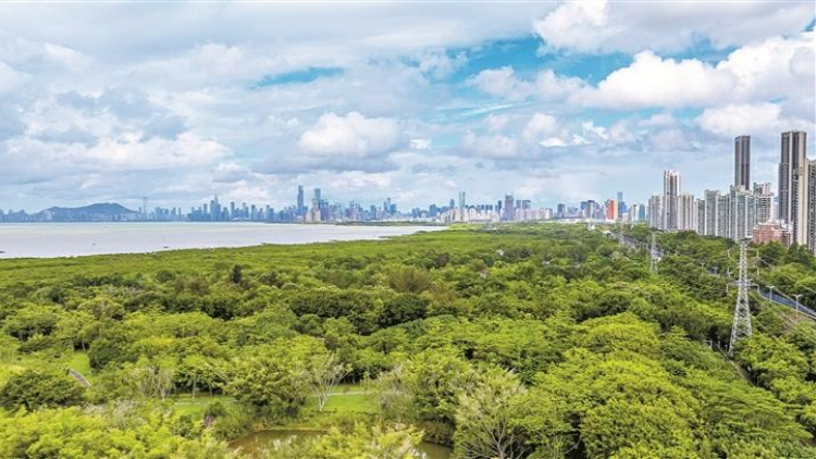 深圳將構建紅樹林濕地全鏈條保護治理體系