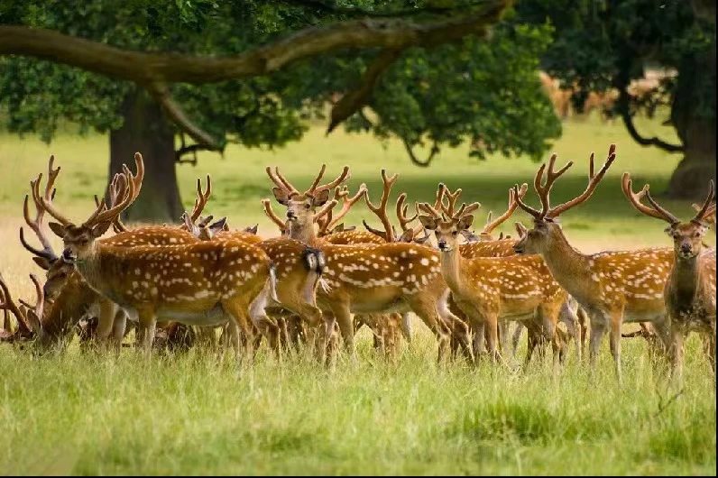 告別「科技狠活」 鹿產業打響品質革命攻堅戰