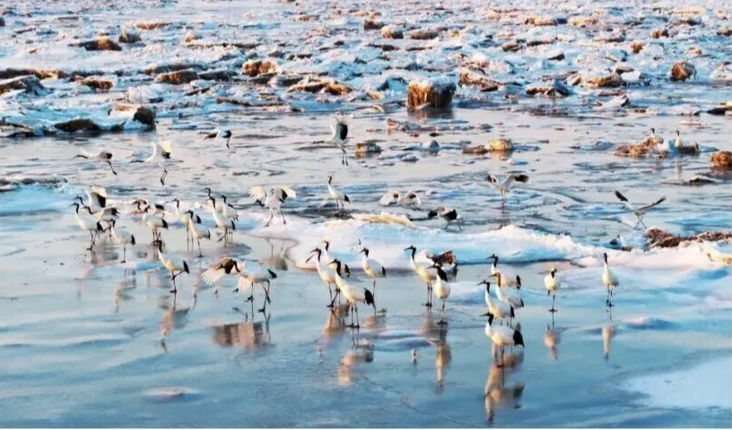 鶴舞冰凌 河潤盤錦