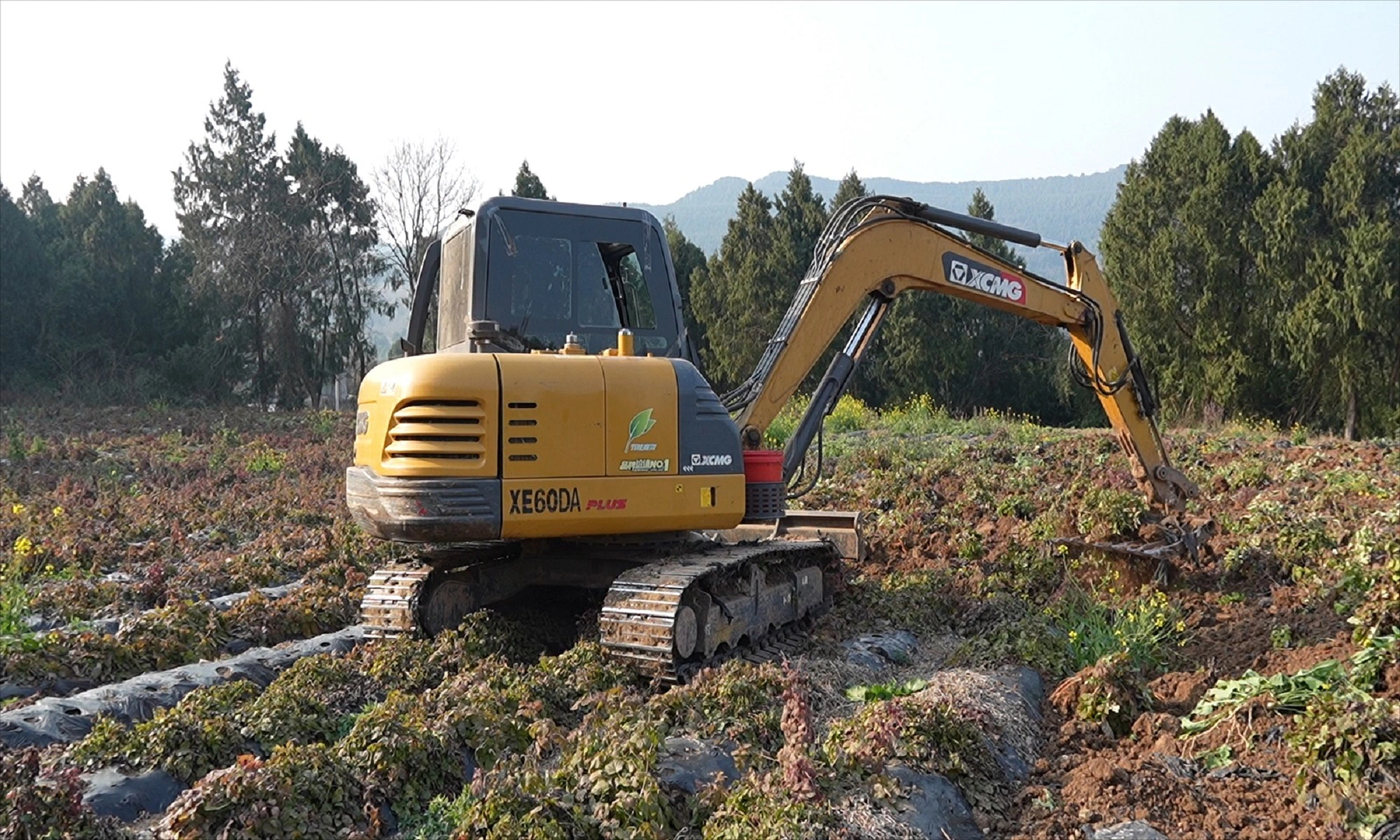四川梓潼「致富參」產銷兩旺  丹參種植產業煥發鄉村振新蓬勃生機