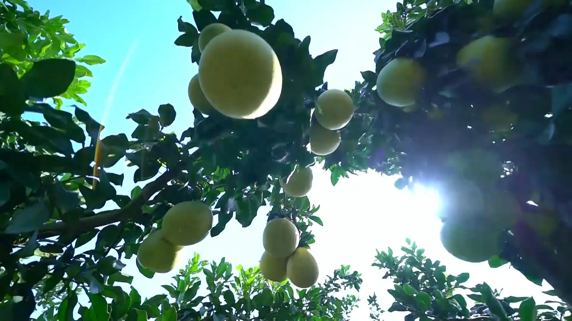 已出口3萬噸  四川梓潼蜜柚預計今年產量超80萬噸產值超10億元