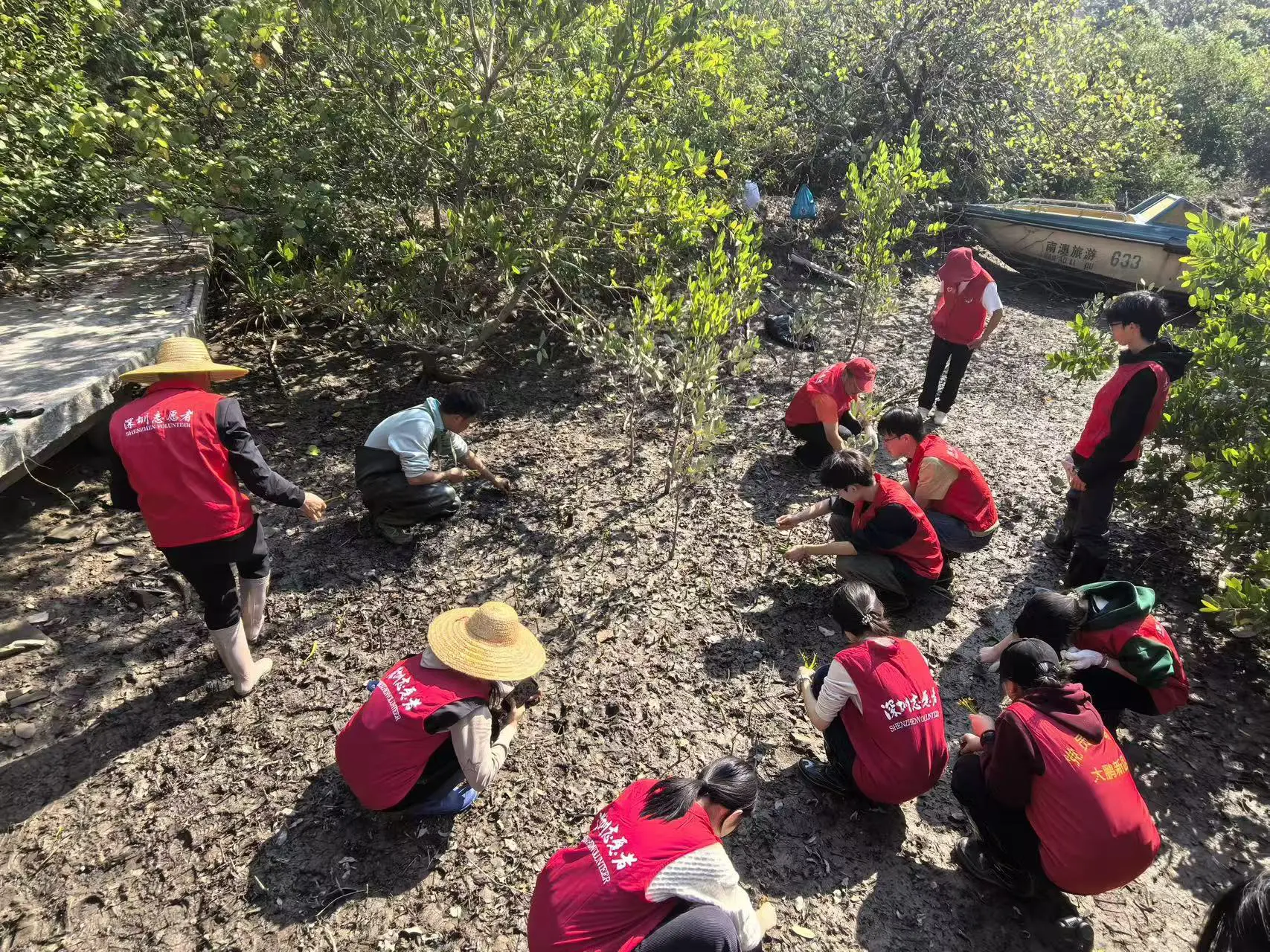 六十餘名「志願紅」集結深圳南澳東山鹿嘴 護紅樹、淨海灘、植新綠