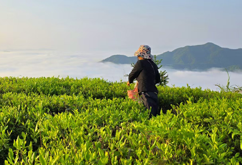 湘品出海 閃耀世界丨安化黑茶多維度發力布局海外市場