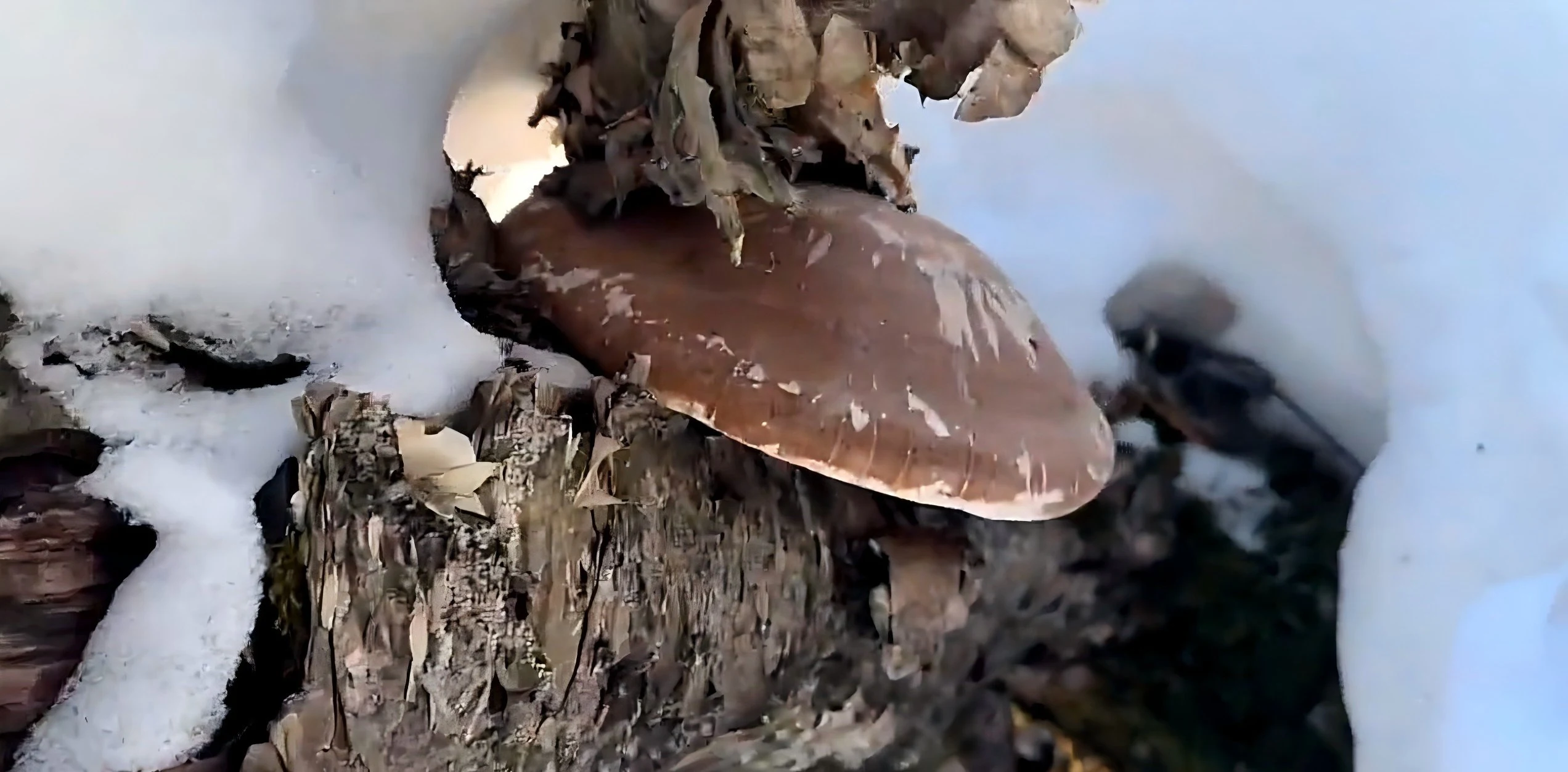 「吉字號」農產品《尋珍之旅》系列報道三 達人探源：解碼「吉林長白山靈芝」的優質基因與產業硬核實力