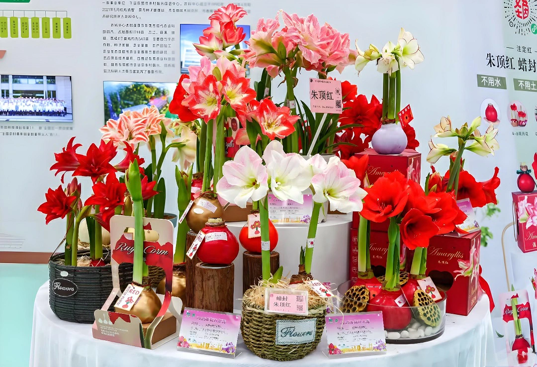 ​    嶺南名花「裝扮」北國風光   東莞花卉驚艷亮相2026北京家庭園藝嘉年華