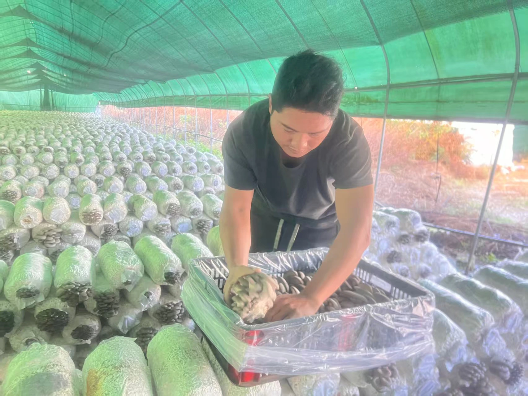 硯山平菇即采即售迎來旺季