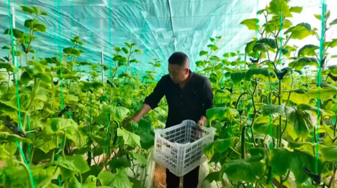 山西臨猗：冬日大棚綠意濃 反季蔬菜促增收