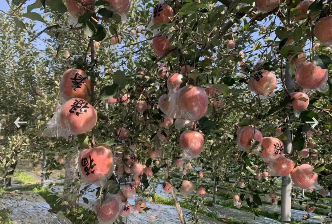 山西臨猗蘋果「雲」上銷售持續升溫