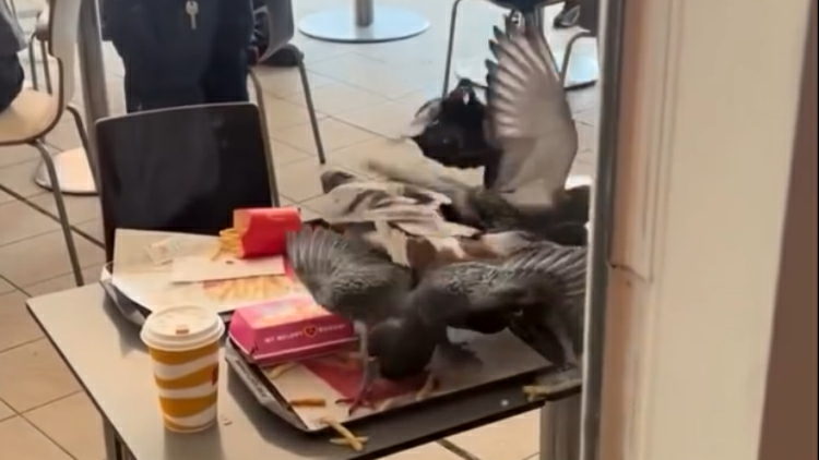 九龍公園鴿群快餐店搶食 童抱頭睹薯條「遭劫」