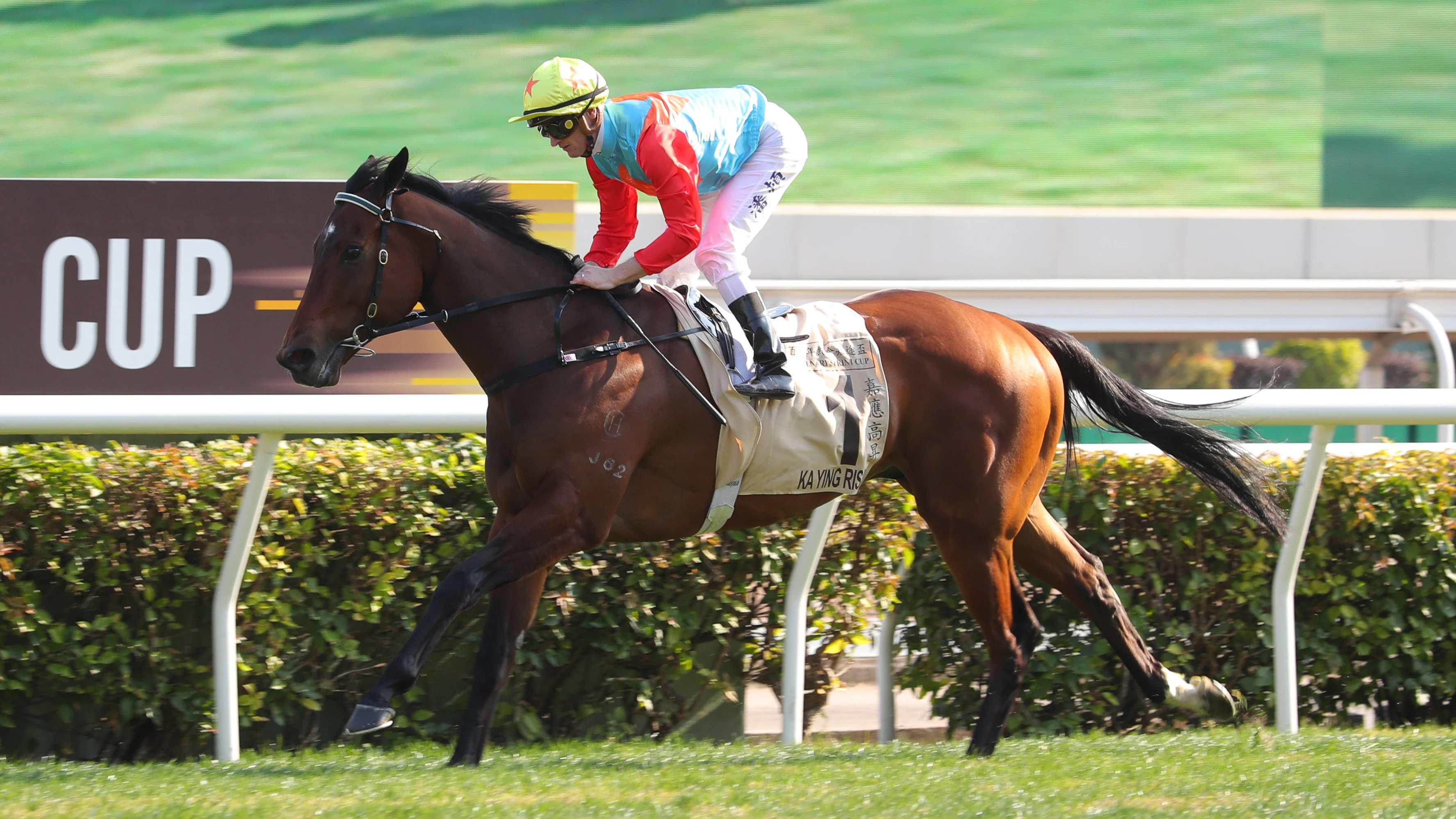 應屆香港馬王「嘉應高昇」榮登全球最佳短途賽駒 