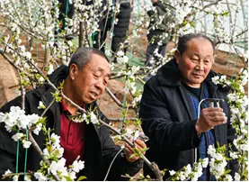 山西左雲：特色產業富農家 科技賦能穩增收