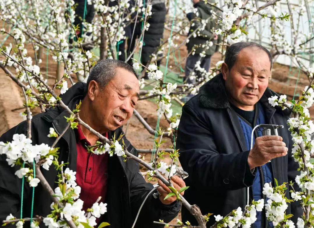 山西左雲：特色產業富農家 科技賦能穩增收