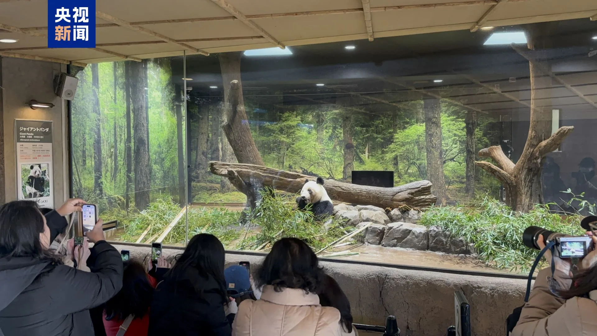 最後一天「打卡上班」 旅日大熊貓將返回中國