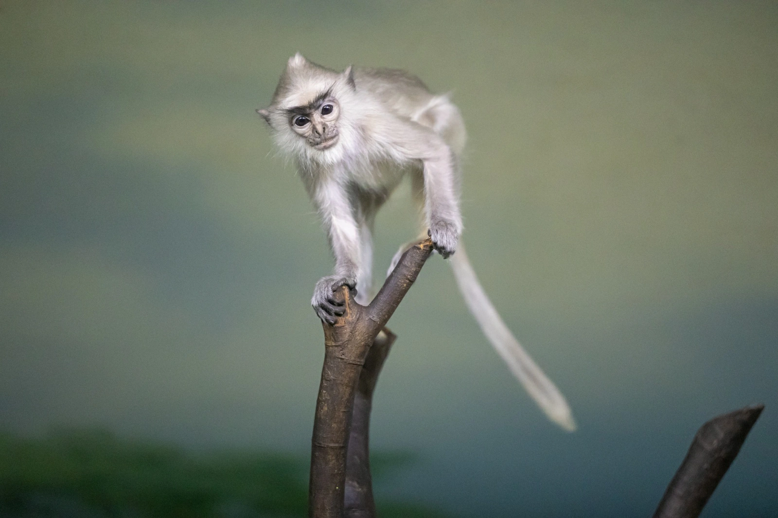 清遠長隆森林王國試營業一周年  纓冠灰葉猴幼崽見證生態保育新成果