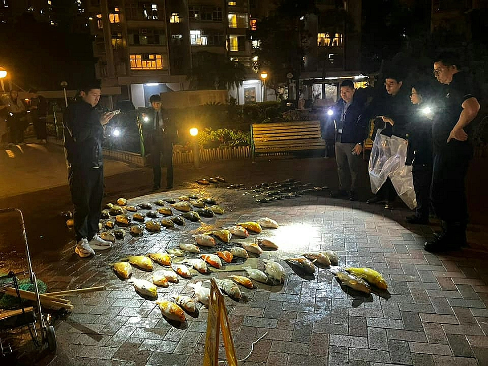 將軍澳景林邨洗魚池逾百條魚死亡 警列殘酷對待動物