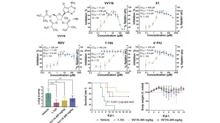 中國團隊對尼帕病毒藥物有新發現