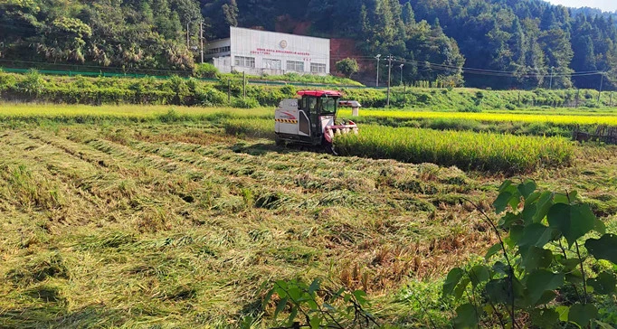 【黃山「鎮」能量】皖祁門平里鎮：多元施策 實現集體與村民「雙增收」