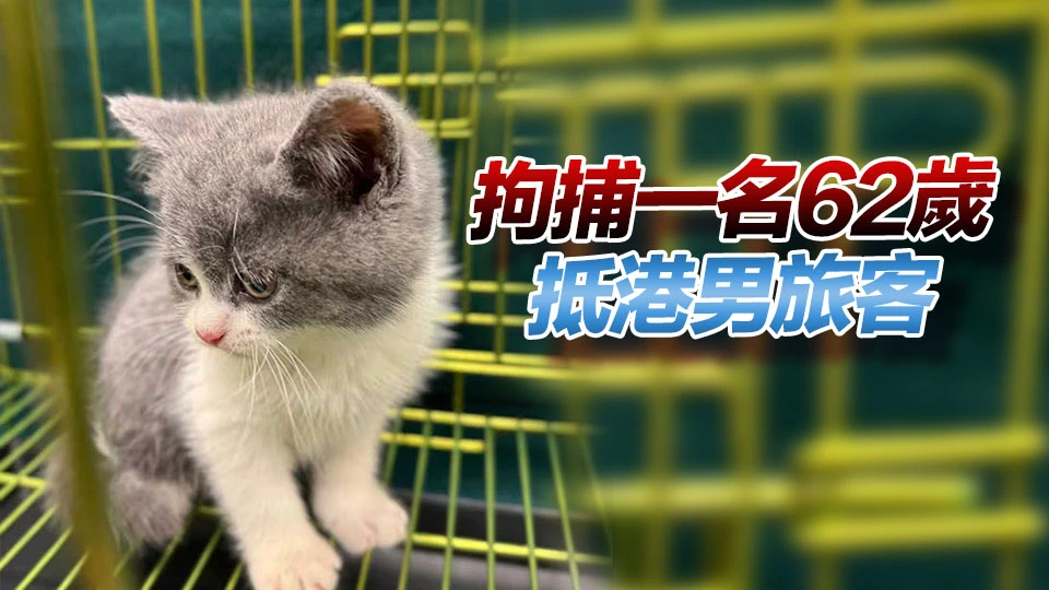 海關羅湖管制站檢獲一隻懷疑非法進口貓 巿值約2萬元