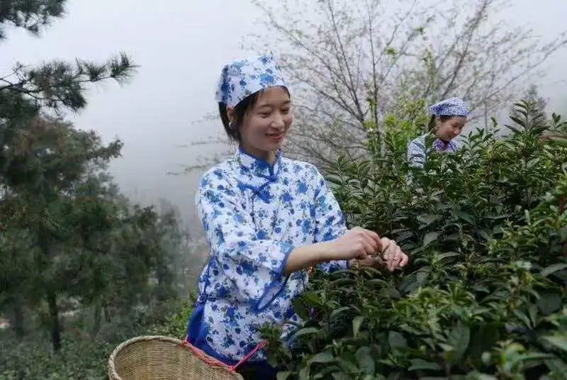 【河南兩會】河南省人大代表李敏：「以產業匠心」鍛造河南茶業新引擎