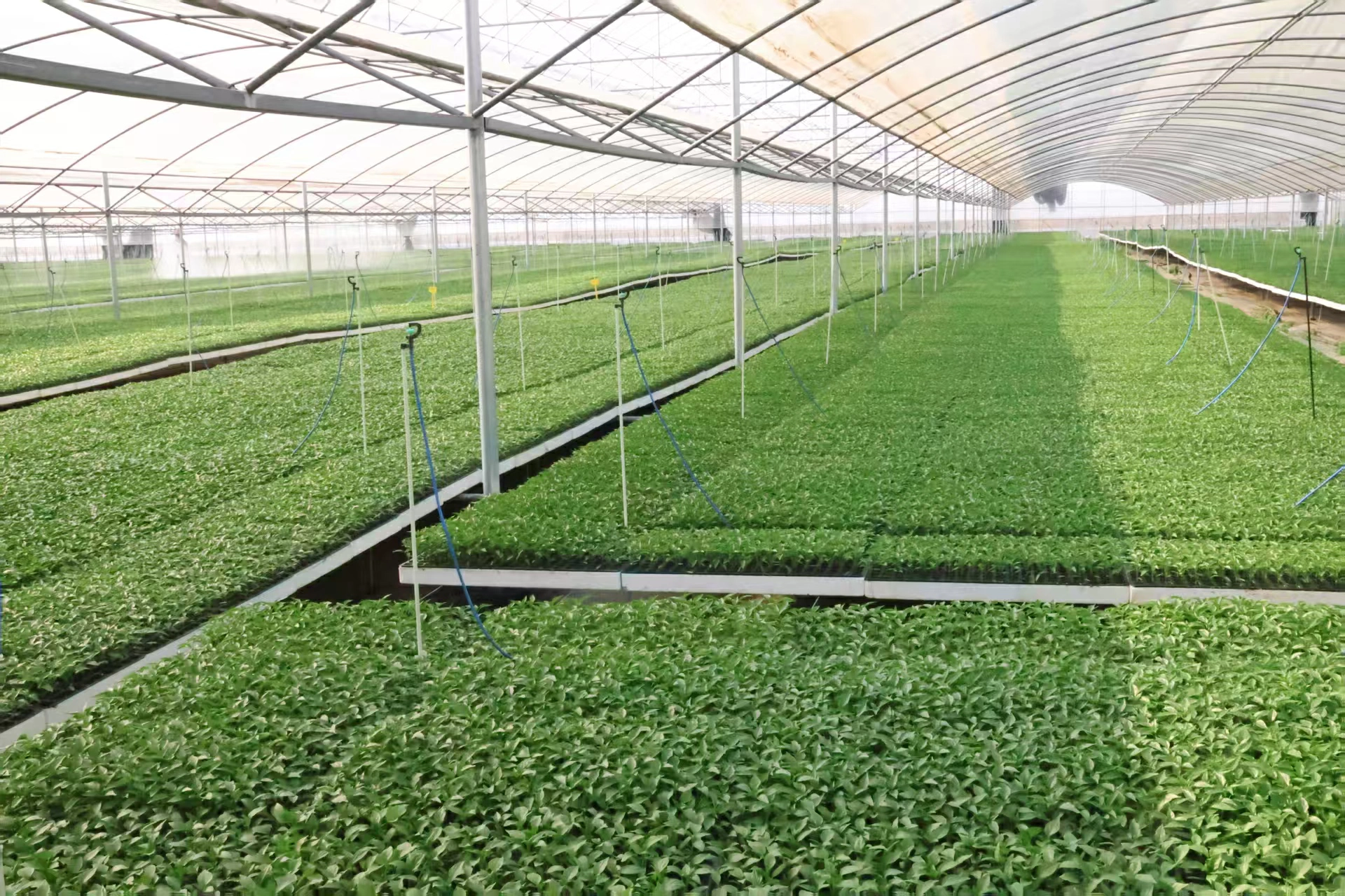 硯山4億株辣椒整裝「待嫁」