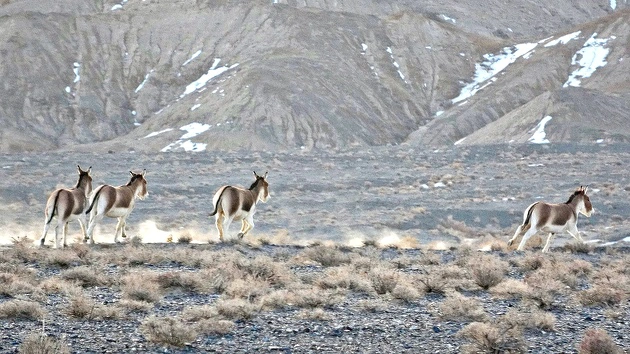 物種保護見實效 甘肅安南壩保護區藏野驢身影頻現