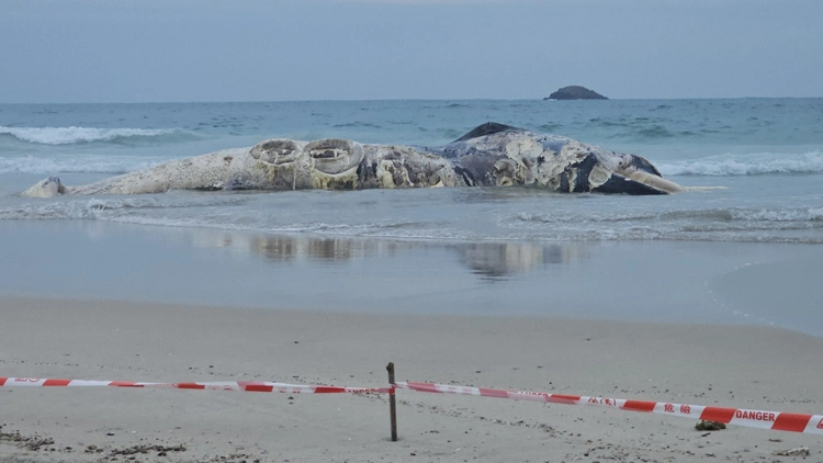 鹹田灣水域發現鯨魚屍體 漁護署料明日完成屍體棄置及現場清理工作