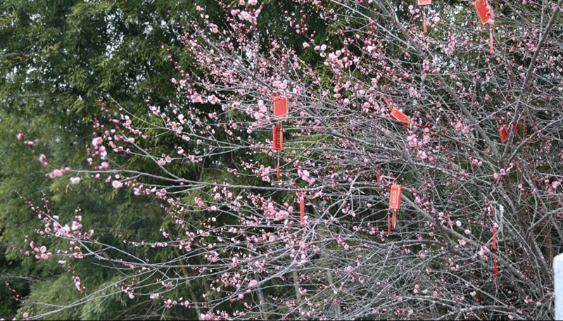 攝影大賽+盆景藝術展下月拉帷  皖歙縣賣花漁村梅韻漸濃