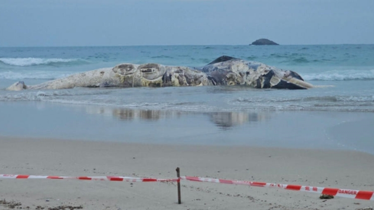 西貢腐爛鯨屍移萬宜西壩處理 漁護署：已完成棄置清理