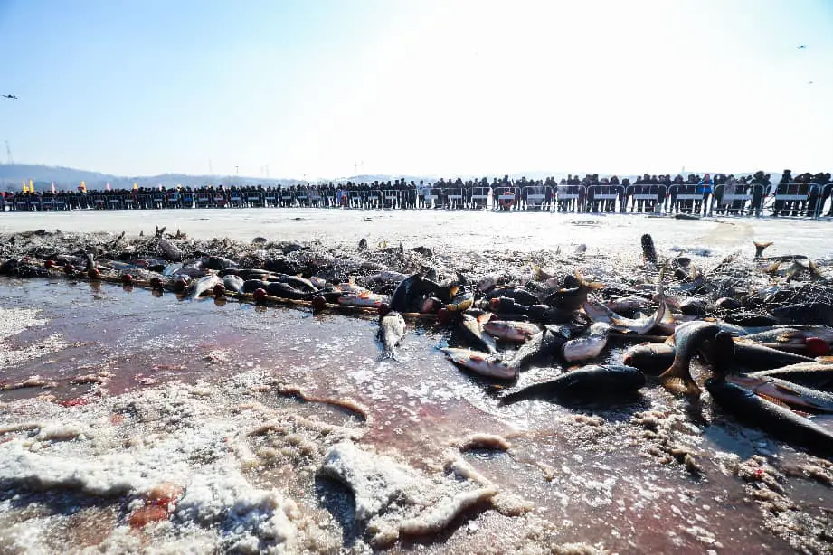 冰雪漁獵交融，饕餮盛宴相約 瀋陽棋盤山第二屆秀湖冬捕節將於2月1日盛裝啟幕
