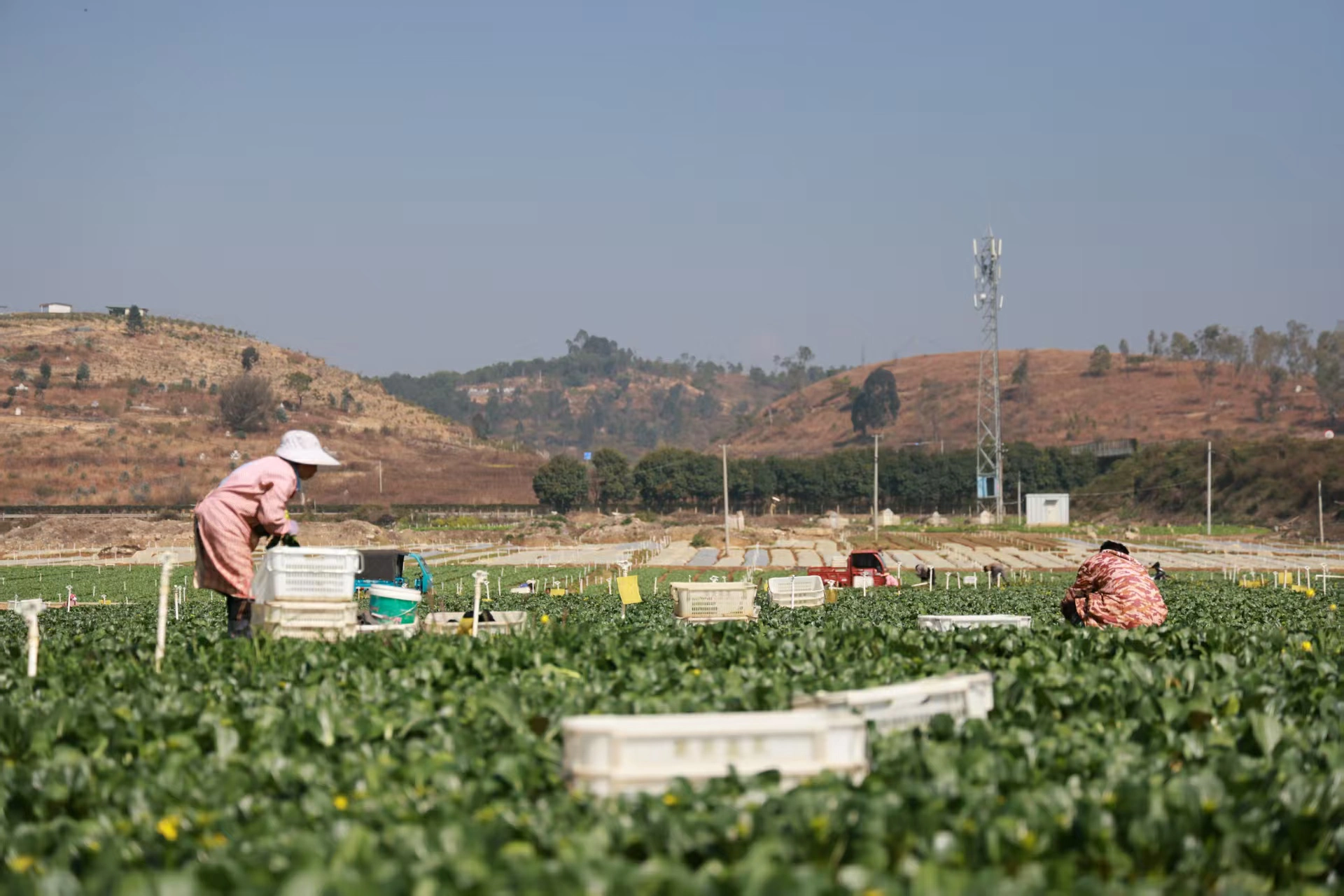 硯山冬季蔬菜直供 大灣區餐桌上鮮菜