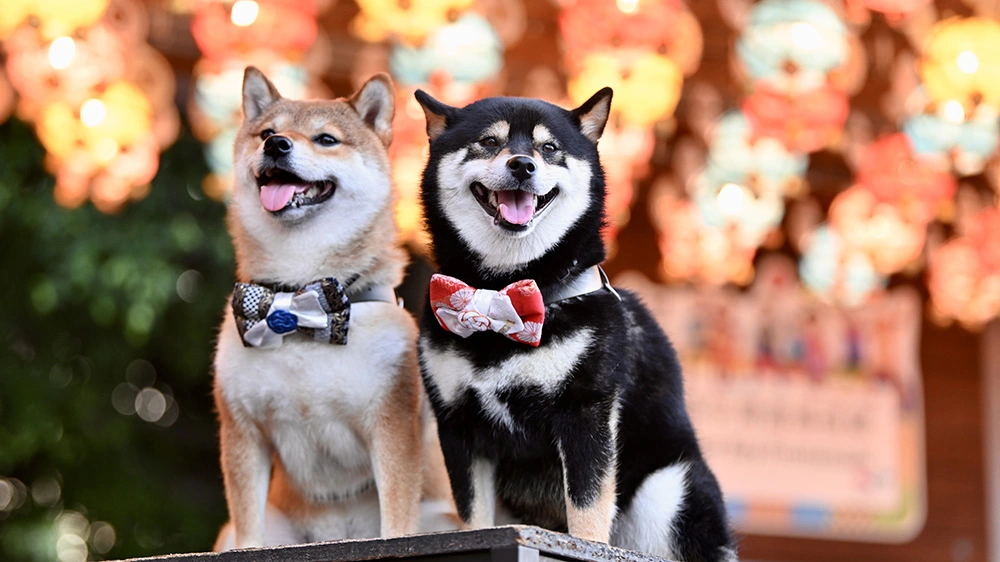 狗隻進入食肆牌照 餐飲業：1000個名額未必足夠