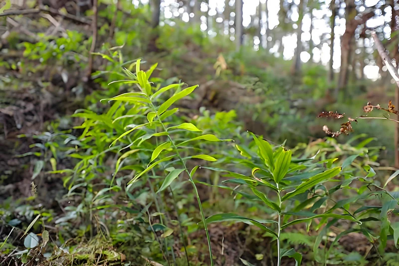 皖黟縣：開發種植保險 護航黃精產業