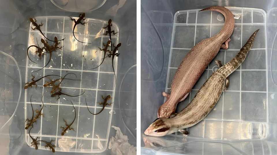 海關截查深圳灣入境貨車 檢獲44隻活蜥蜴