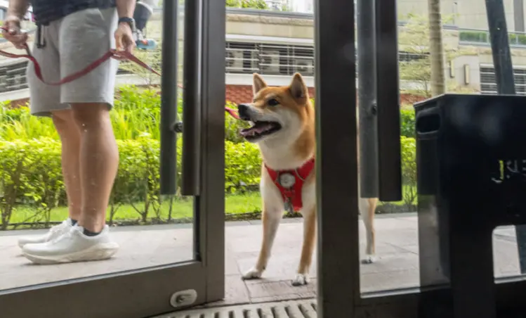 狗隻將被容許進入食肆 餐飲業界：可帶來新商機