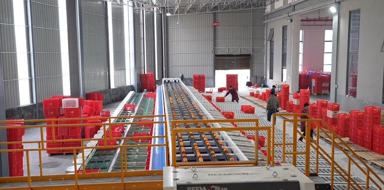 湖南新寧：「冷鏈式」物流助力打通崀山臍橙鎖鮮遠銷「快車道」