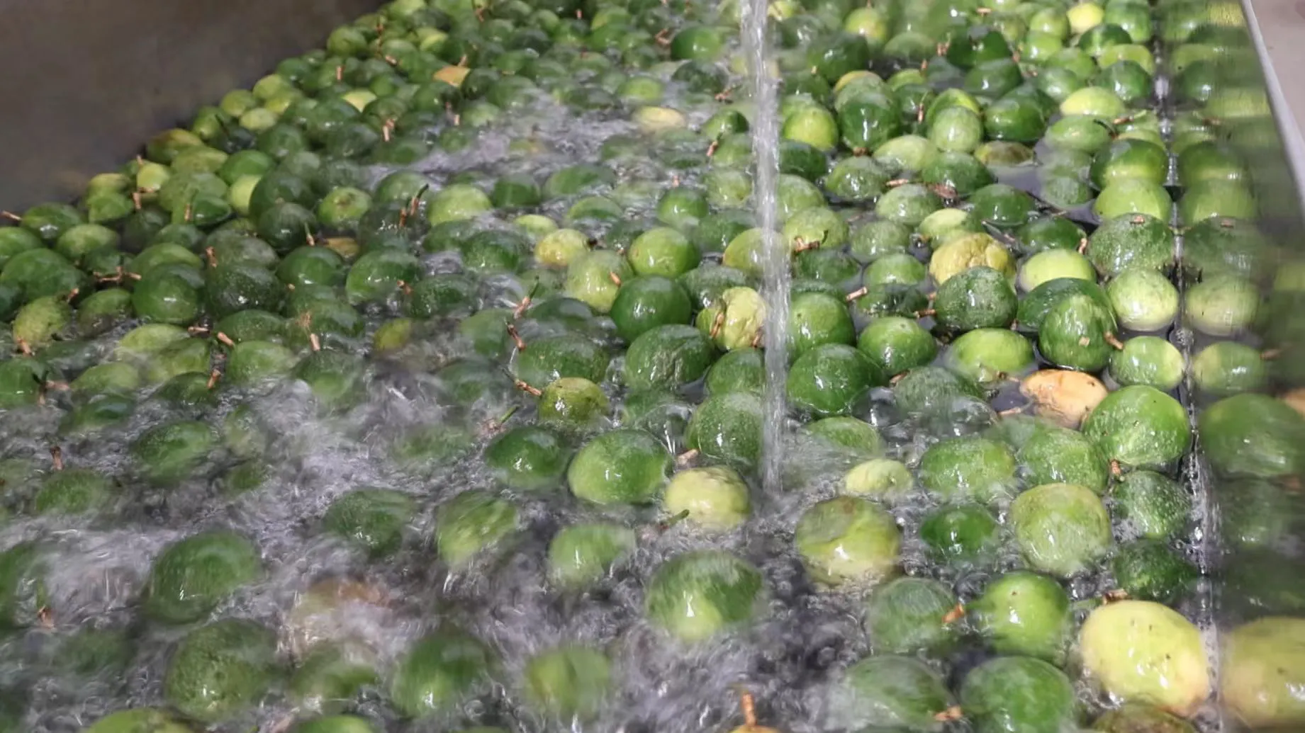 從枝頭到車間  硯山百香果解鎖新玩法