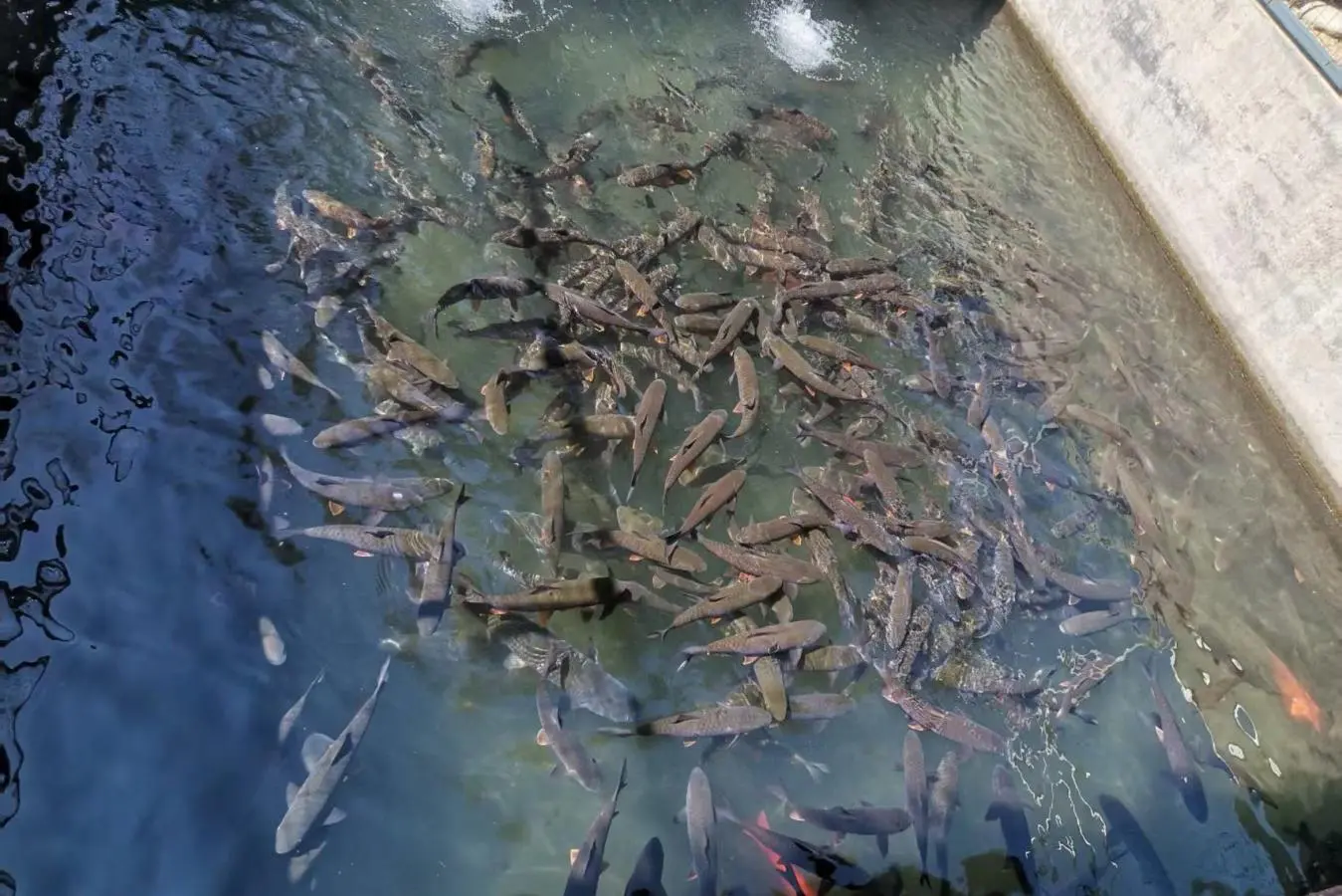 從單打獨鬥到抱團發展  皖祁門軍魚產業借智升級「跳」山門