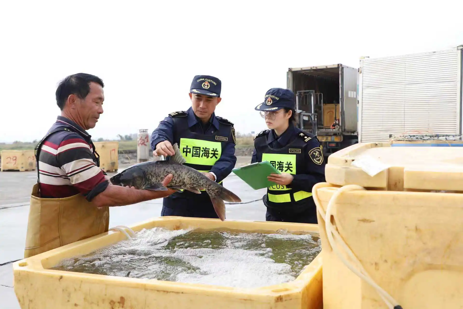 活魚出口年味濃，1月以來中山超2000噸水生動物供應港澳