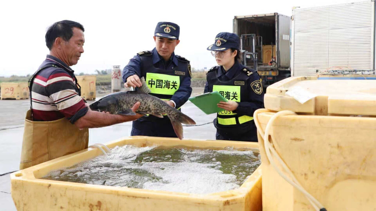 活魚出口年味濃 1月以來中山超2000噸水生動物供應港澳