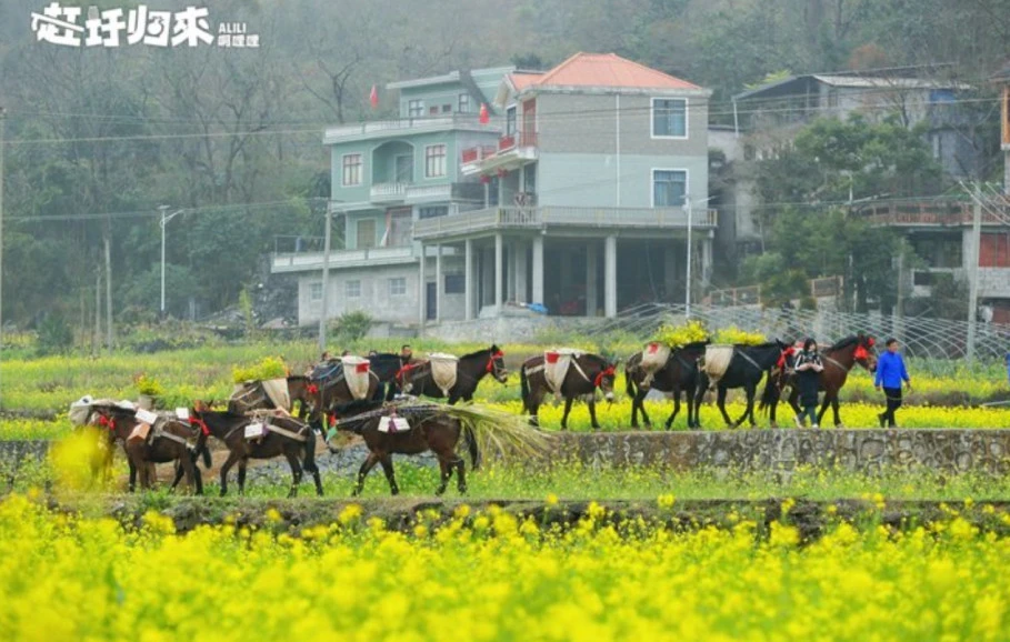 廣西隆林雙節聯動 農文旅融合激活鄉村經濟