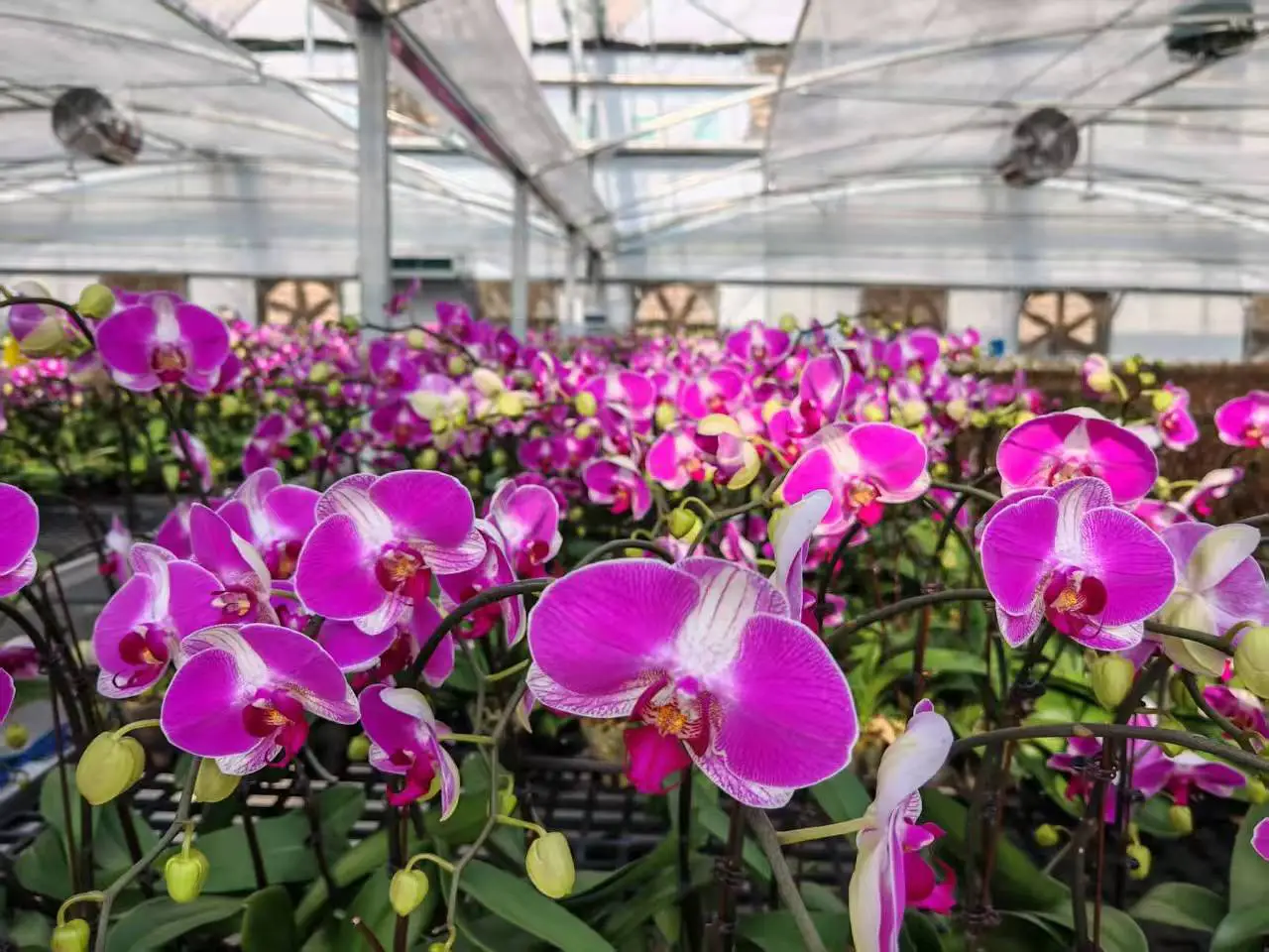 雲南硯山：「彩蝶」翩躚年宵花市