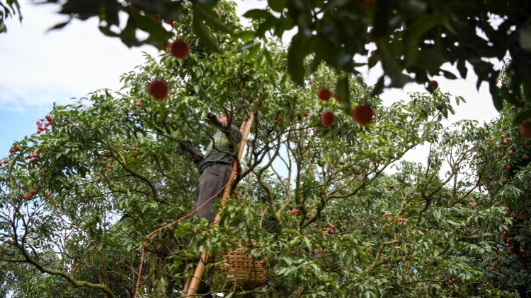 廣東農民收入增速連續16年跑贏城鎮居民