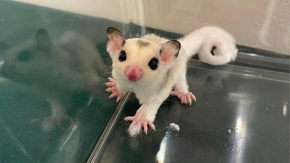 海關落馬洲支線管制站檢獲11隻非法進口動物 拘捕23歲女子