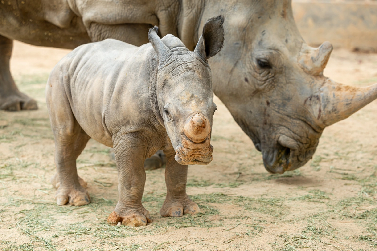 萌獸賀新春  清遠長隆新生白犀牛幼崽「迎春」滿月