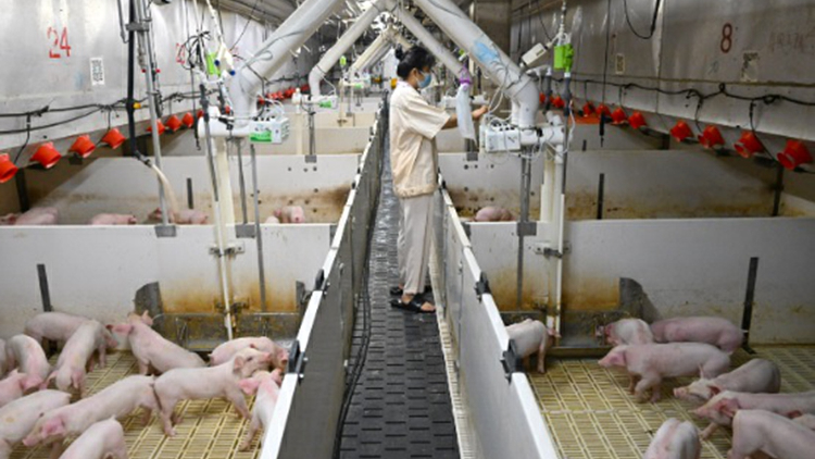 【市場慧眼】全產業鏈運營 牧原股份亮眼業績加持