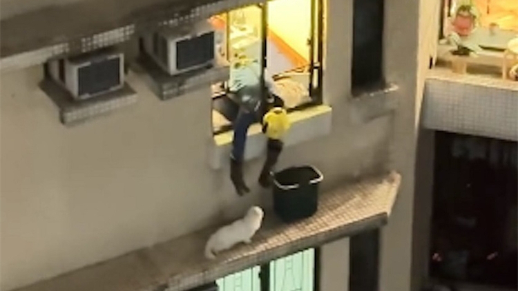 63歲男子疑自行救貓墮亡 警方列作「到達前死亡」