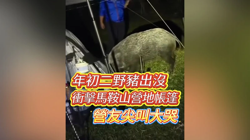 有片丨年初二野豬出沒 衝擊馬鞍山營地帳篷 營友尖叫大哭