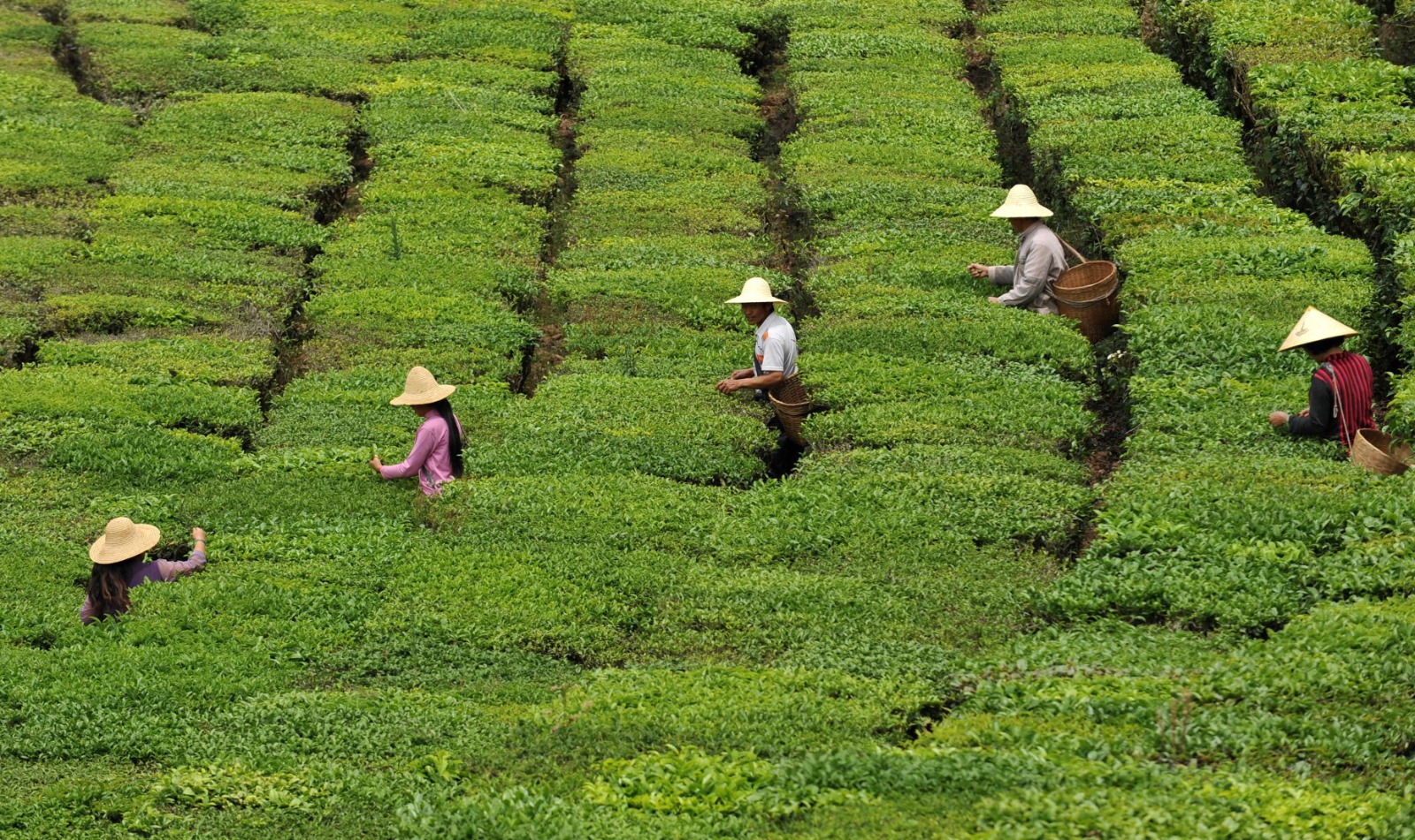 【計出新角度】黑茶的時代位置