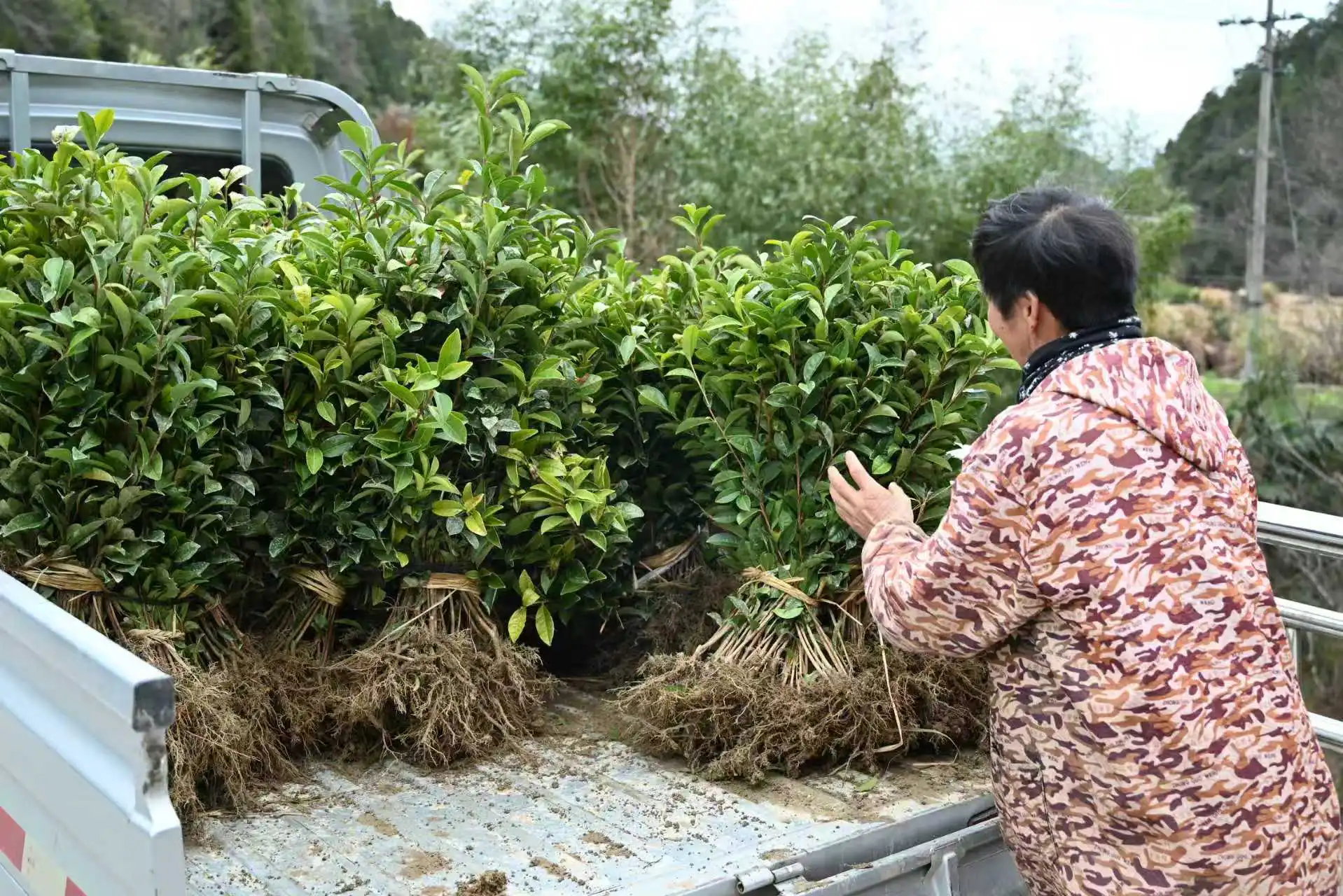 茶鄉春來早 皖祁門縣早生茶苗陸續上市