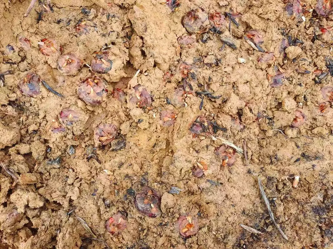 雲南硯山：田裡再「甜」，產後稻田再產「黑寶石」